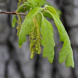 Quercus alba (white oak)